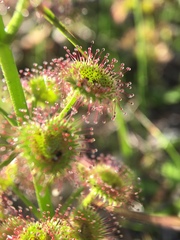 Drosera porrecta