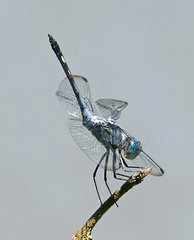 Micrathyria artemis