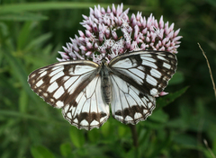 Melanargia halimede