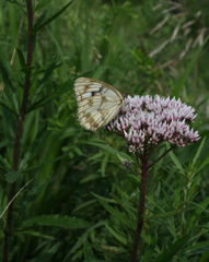 Eupatorium lindleyanum