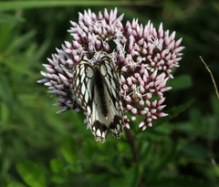 Eupatorium lindleyanum