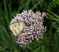 Eupatorium lindleyanum