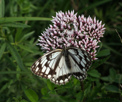 Eupatorium lindleyanum