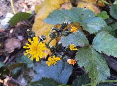 Pilosella novosibirskensis