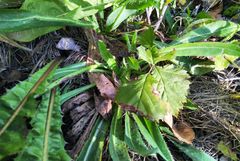 Pilosella novosibirskensis