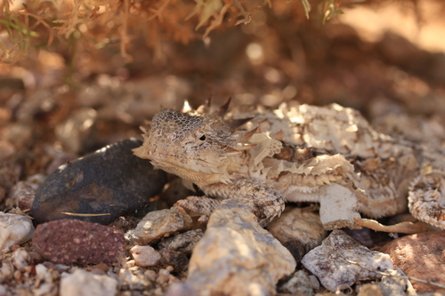Regal Horned Lizard, Phrynosoma solare