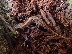 Desmognathus wrighti