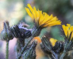 Pilosella novosibirskensis