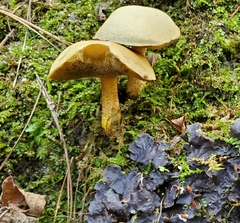 Suillus hirtellus