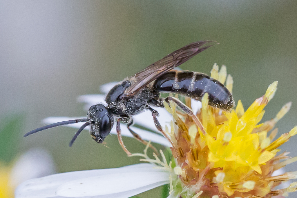 Brown-winged Sweat Bee