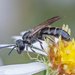 Dark-winged Sweat Bee - Photo (c) Bill Keim, some rights reserved (CC BY)