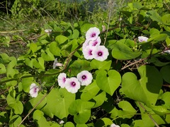 Ipomoea amnicola