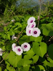 Ipomoea amnicola