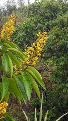 Vochysia pyramidalis