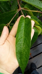 Vochysia pyramidalis