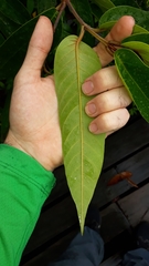 Vochysia pyramidalis