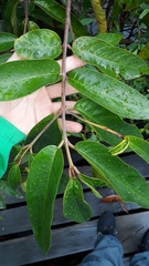 Vochysia pyramidalis