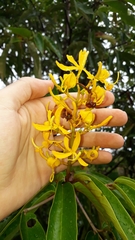 Vochysia pyramidalis