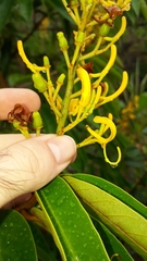 Vochysia pyramidalis