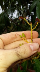 Vochysia pyramidalis