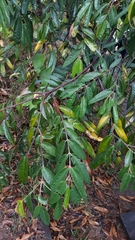 Vochysia pyramidalis