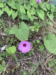Ipomoea orizabensis