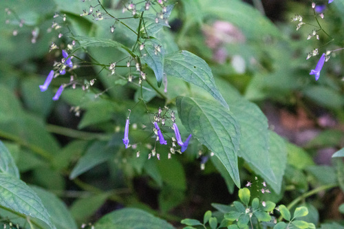 Raincloud Teacost (Isodon effusus)