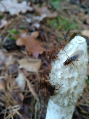 Dryomyzidae