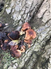 Flammulina velutipes