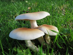 Fungi