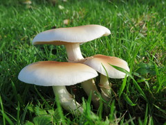 Fungi