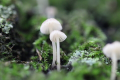 Fungi
