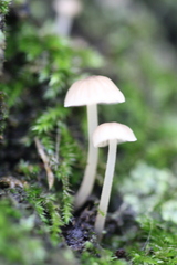 Fungi