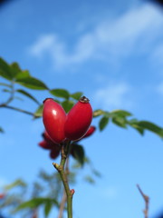 Rosa canina
