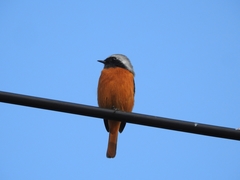 Phoenicurus auroreus