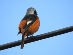 Phoenicurus auroreus