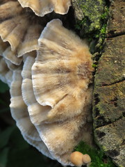 Fungi