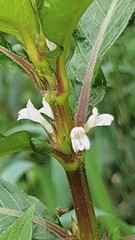 Hygrophila costata