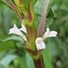 Hygrophila costata - Photo (c) Dezmond Wells, some rights reserved (CC BY-NC), uploaded by Dezmond Wells