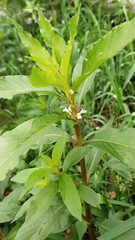 Hygrophila costata
