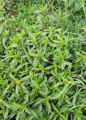Hygrophila costata