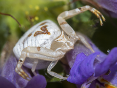 Thomisus onustus