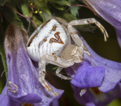 Thomisus onustus