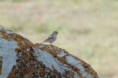 Bucanetes mongolicus