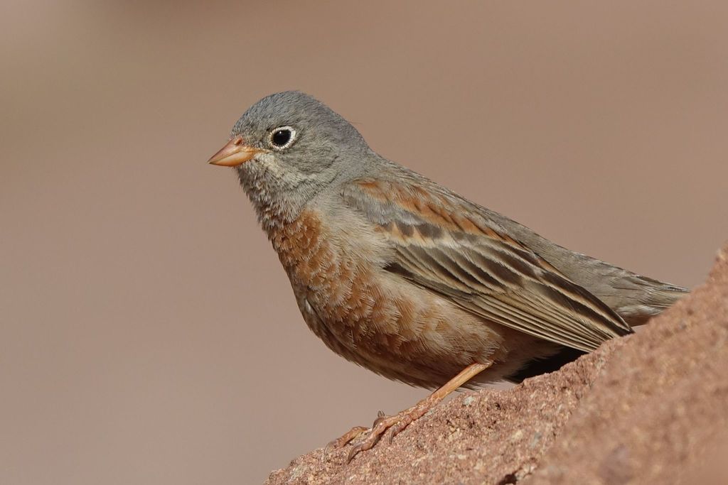 Gray-necked Bunting photo