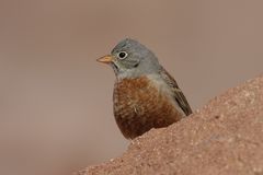 Grey-Necked Bunting photo 3