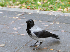 Corvus cornix