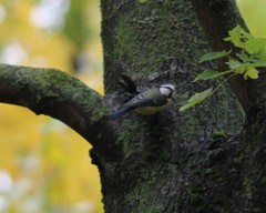 Cyanistes caeruleus