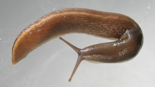 Ash-black Slug