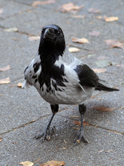 Corvus cornix